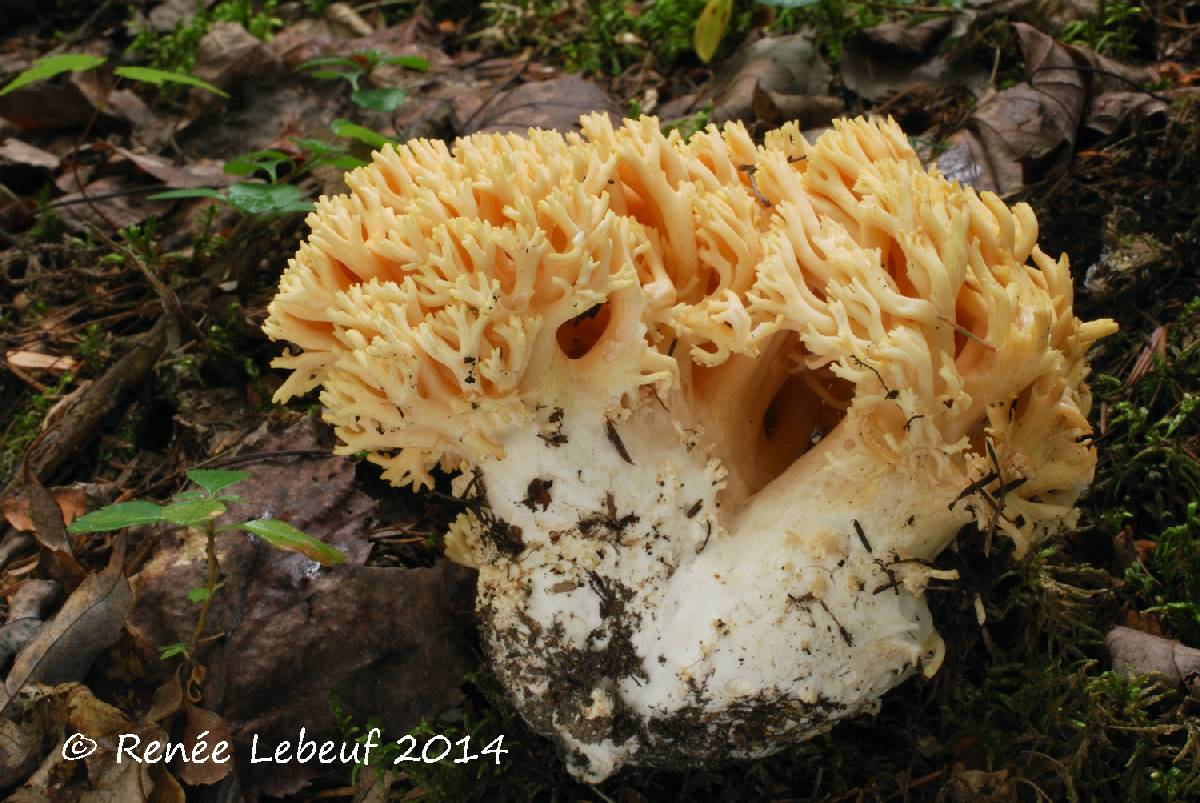 Ramaria flavescens image