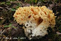 Image of Ramaria flavescens