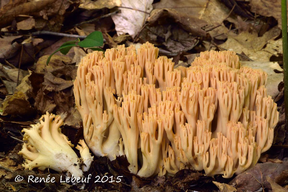 Ramaria flavigelatinosa image