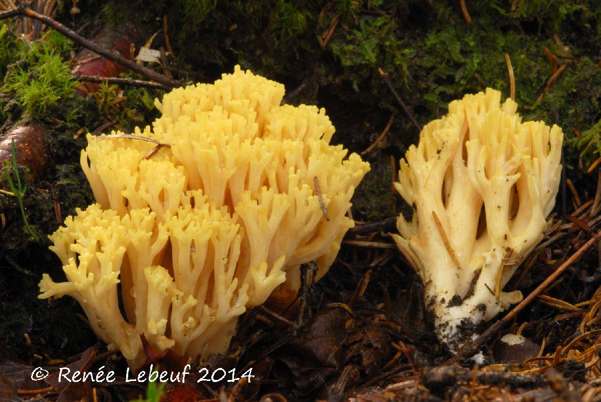 Ramaria flavobrunnescens image