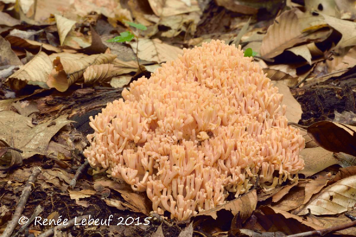 Ramaria formosa var. formosa image