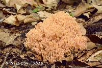 Ramaria formosa image