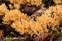 Ramaria myceliosa image