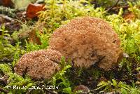 Ramaria rubripermanens image