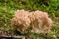 Ramaria rubripermanens image