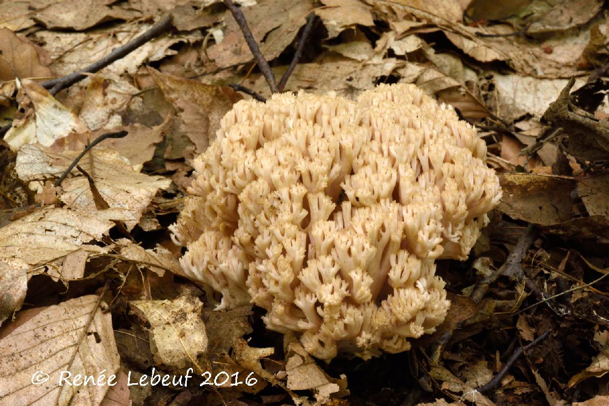 Ramaria varians image