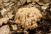 Image of Ramaria varians