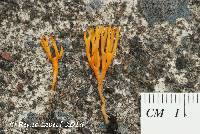 Ramariopsis crocea image