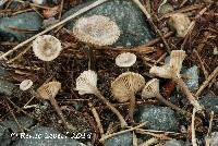 Rhodocybe hirneola image