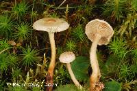 Ripartites tricholoma image