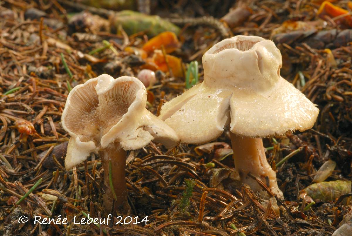 Ripartites tricholoma image