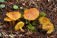 Calocybe fallax image