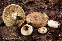 Russula dissimulans image