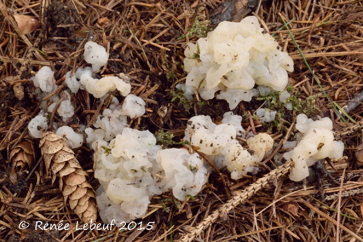 Sebacina concrescens image