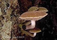 Image of Simocybe serrulata