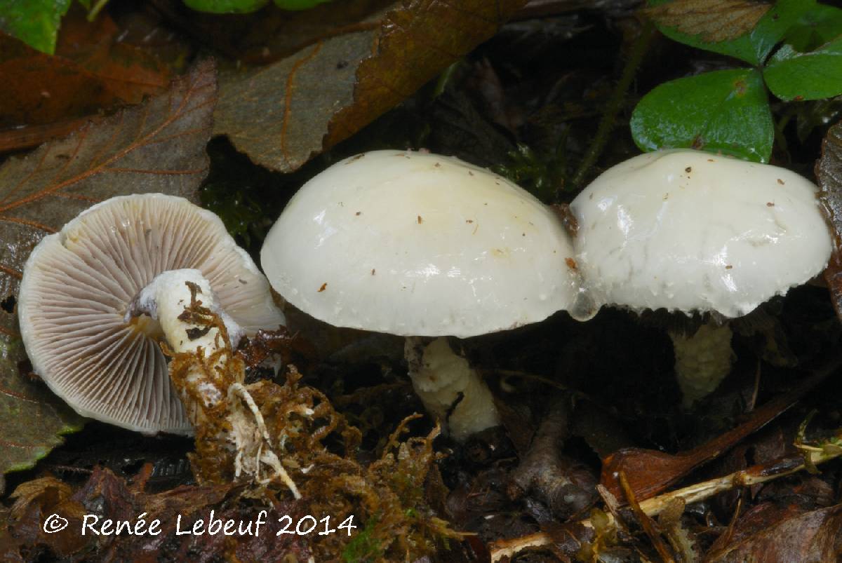 Stropharia albonitens image