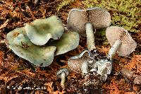 Stropharia caerulea image