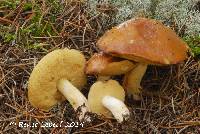 Suillus brevipes image