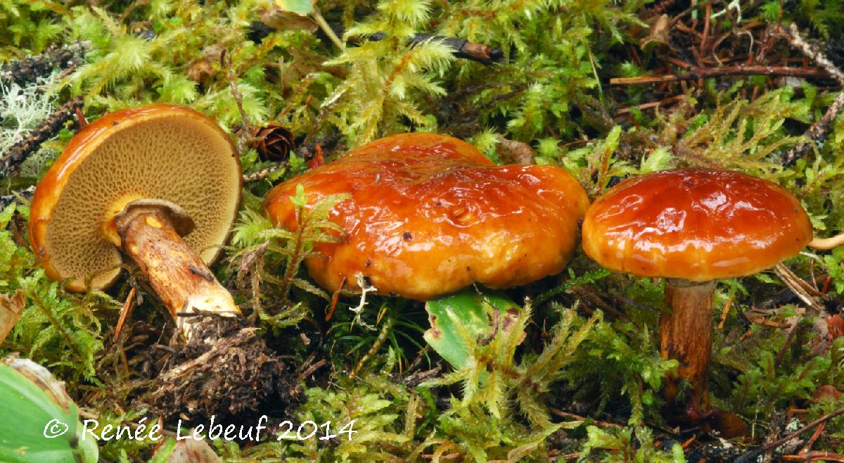 Suillus glandulosus image