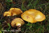 Suillus grevillei image