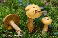 Suillus punctipes image