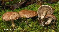 Suillus serotinus image