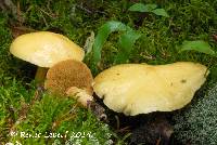 Suillus tomentosus image