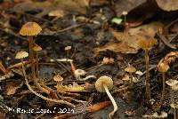 Tephrocybe tylicolor image