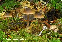 Tephrocybe tylicolor image