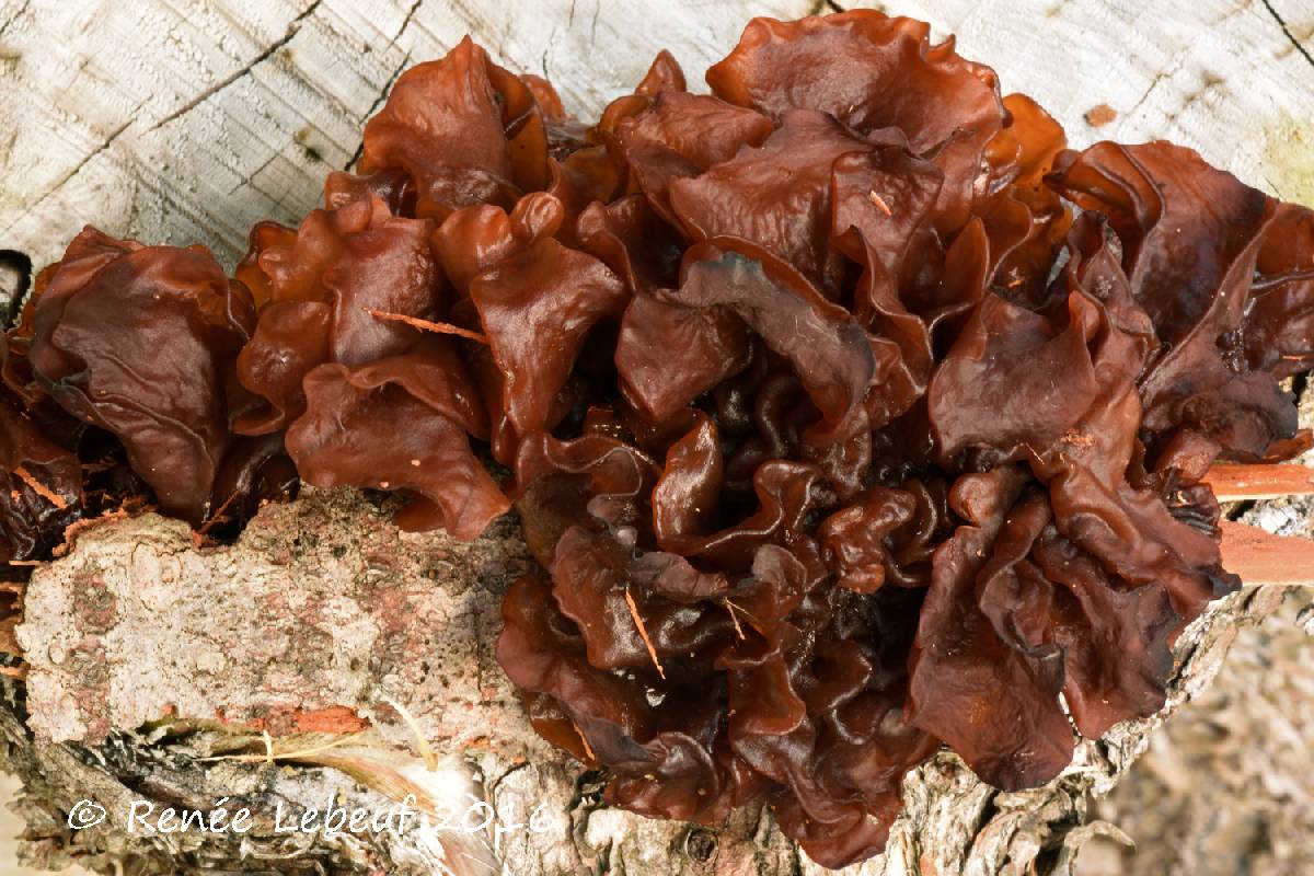 Phaeotremella frondosa image