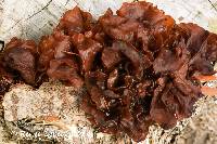 Image of Phaeotremella frondosa