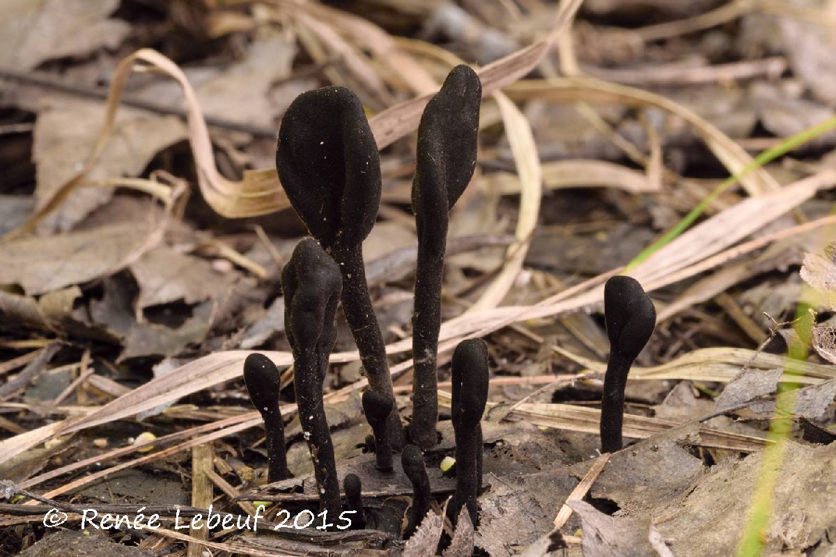 Trichoglossum variabile image