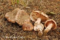 Tricholoma albobrunneum image