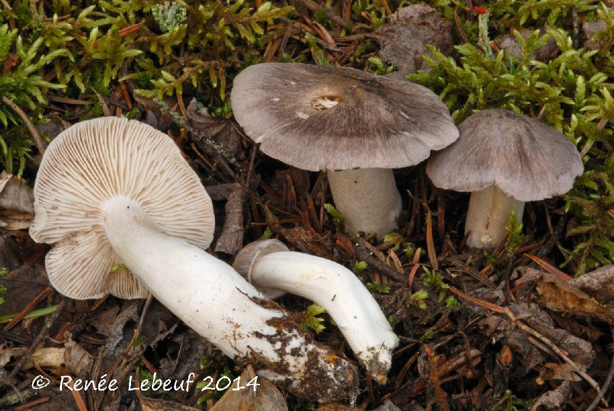 Tricholoma pseudoterreum image