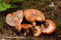 Tricholoma aurantium image