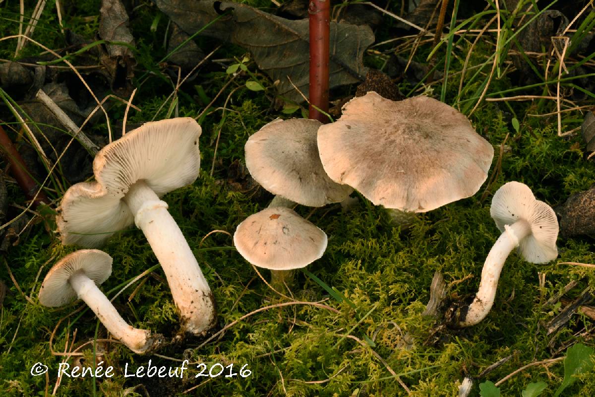 Tricholoma cingulatum image