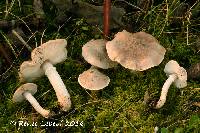 Image of Tricholoma cingulatum