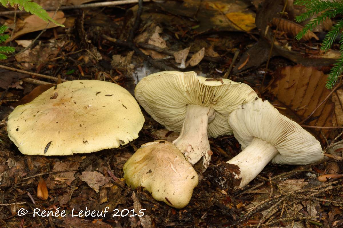 Tricholoma palustre image