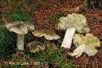 Tricholoma portentosum image