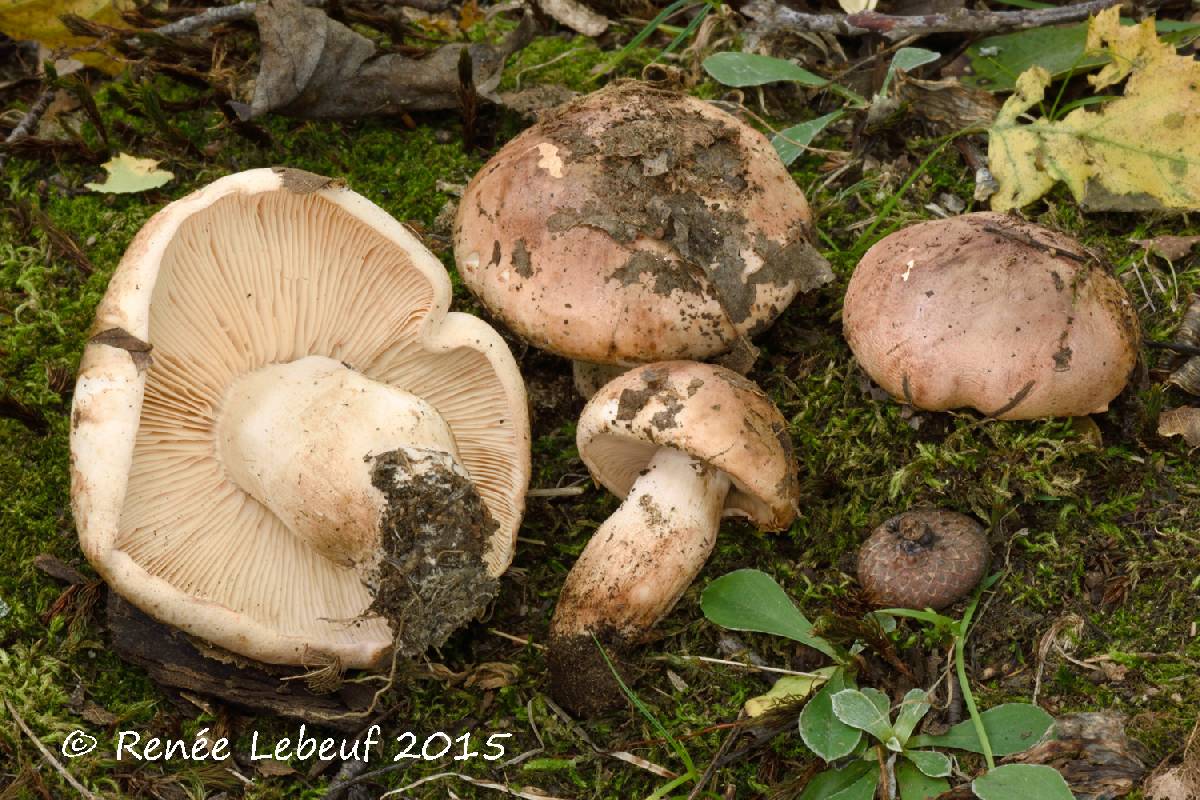 Tricholoma pudorinum image