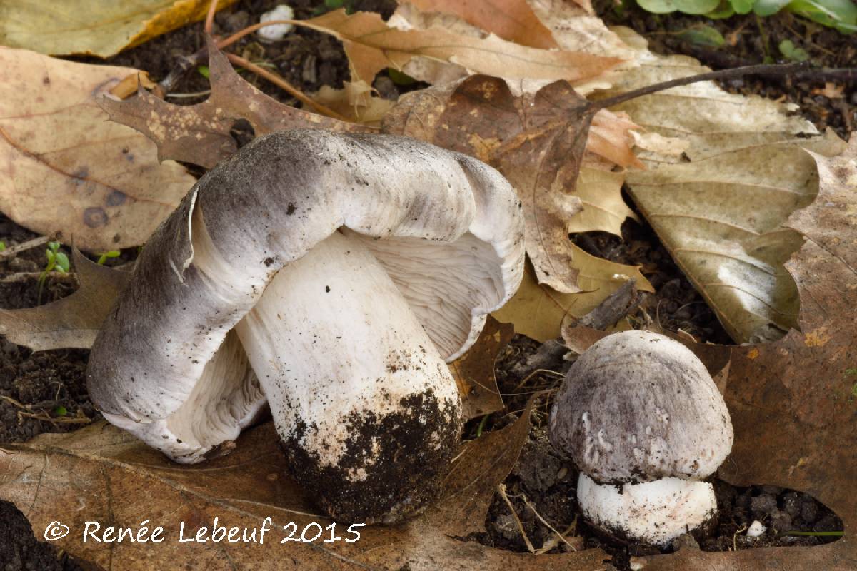 Tricholoma pullum image