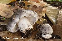 Image of Tricholoma pullum