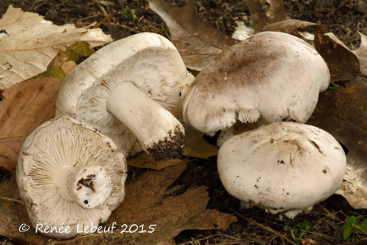 Tricholoma serratifolium image