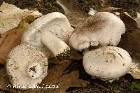 Image of Tricholoma serratifolium