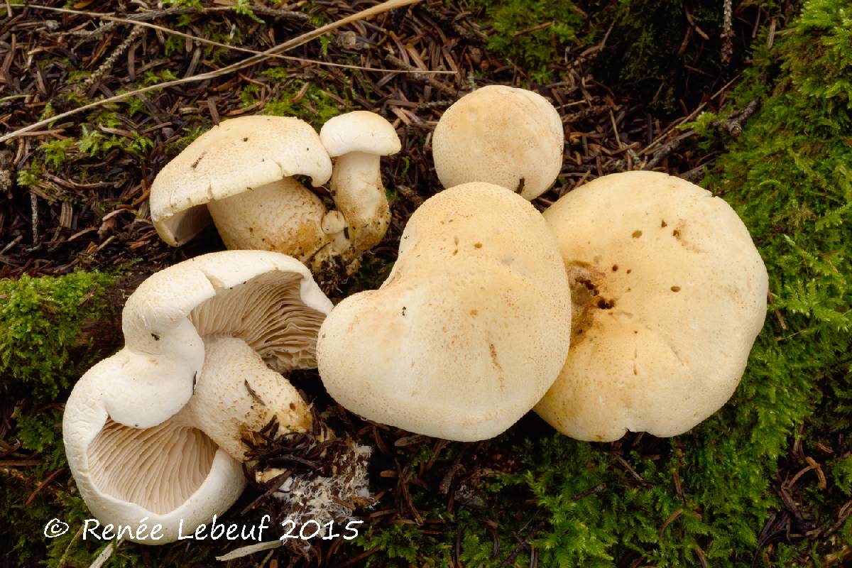 Tricholoma boreosulphurescens image