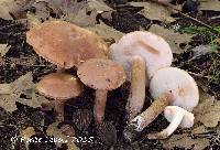 Tylopilus badiceps image