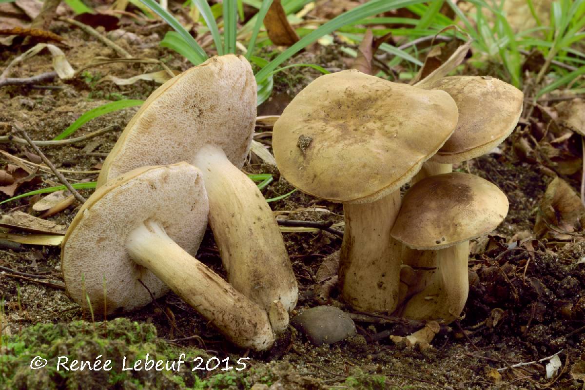 Tylopilus intermedius image