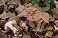 Tylopilus rubrobrunneus image