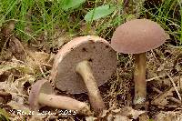 Tylopilus violatinctus image