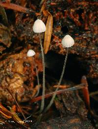 Mycena aciculata image